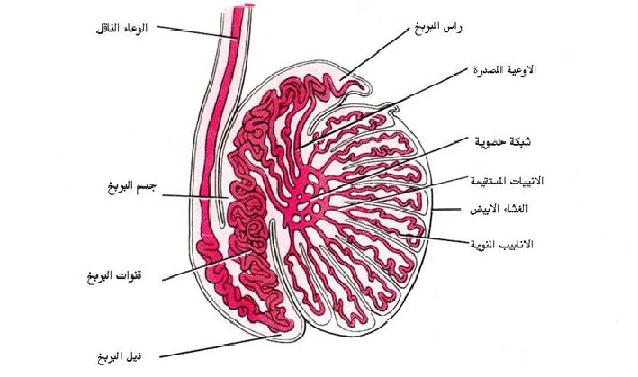 بعد انتاج الحيوانات المنوية في الخصية يتم تخزينها في..